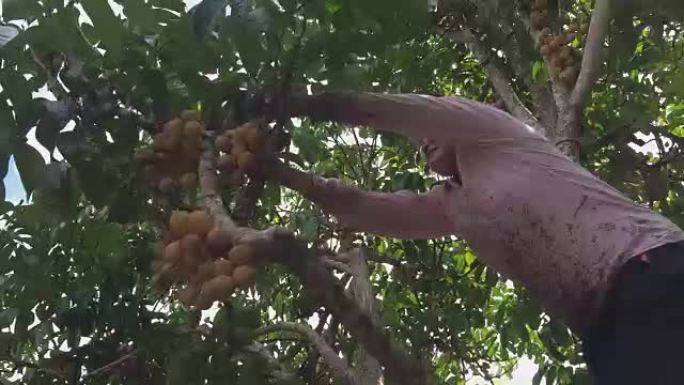 亚洲妇女在树上采摘新鲜成熟的卧龙岗水果