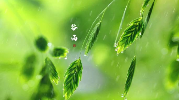 二十四节气——谷雨