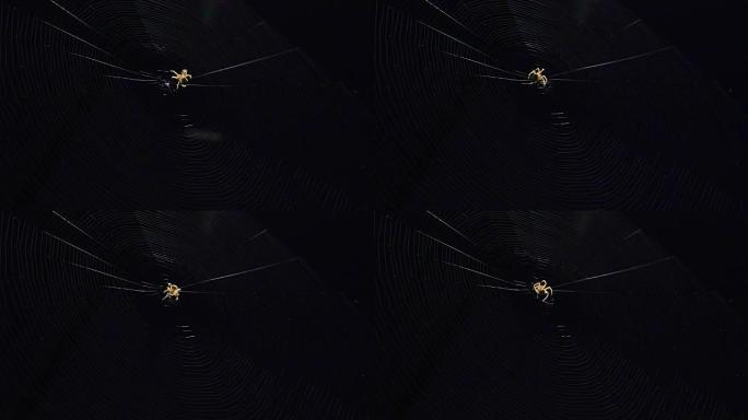 蜘蛛做了一个家庭蜘蛛网。暗夜背景下蜘蛛网的美丽谐波纹理