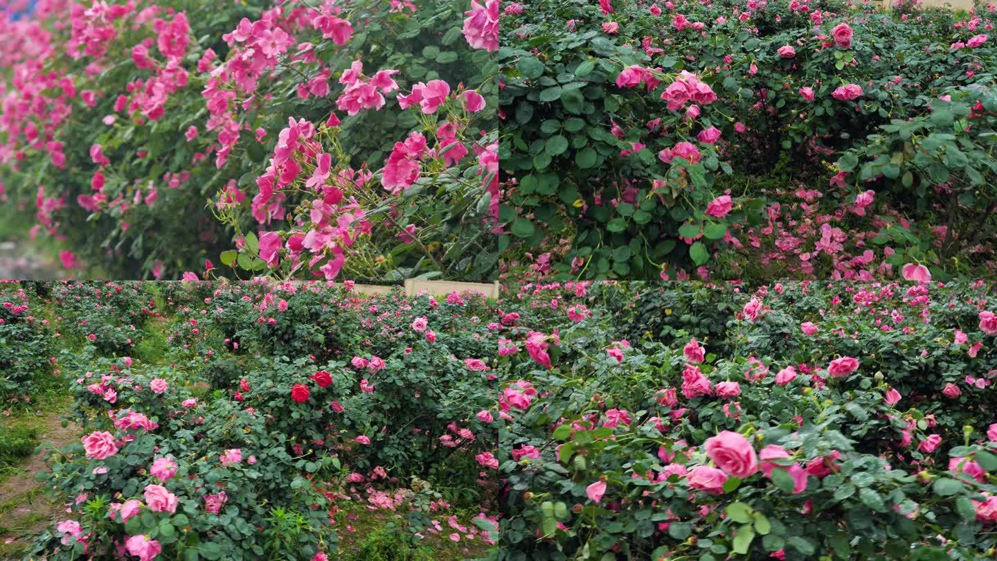 玫瑰月季蔷薇花