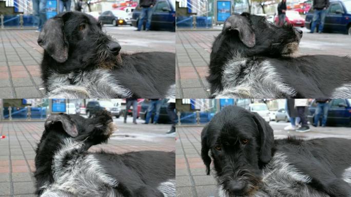 流浪的毛茸茸的狗躺在城市街道上，背景是过往的汽车和人