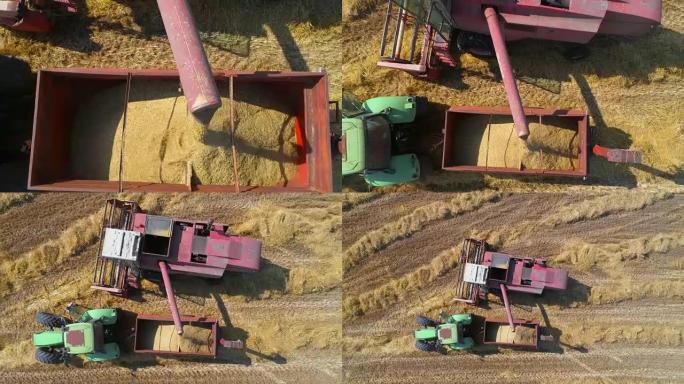 黄金麦田的脱粒机耕作。脱粒机在意大利工作的仓储拖拉机中卸载玉米