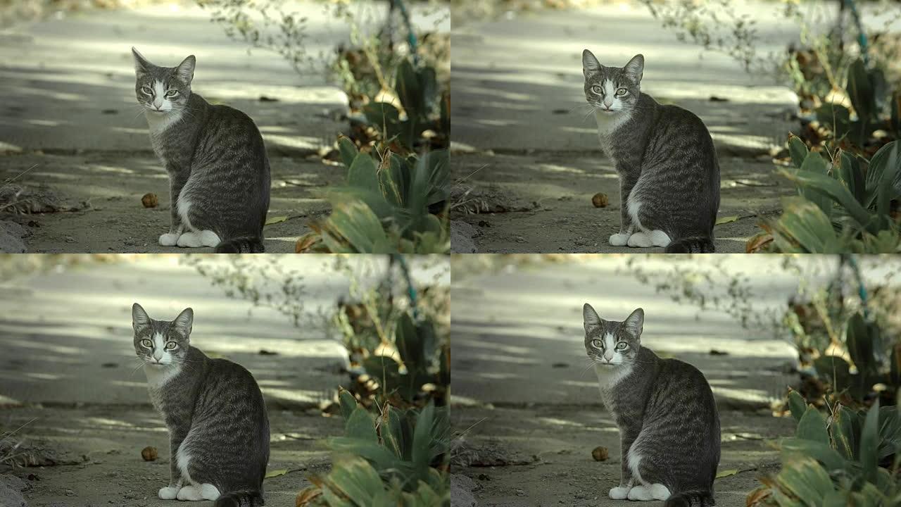 猫喵看着相机