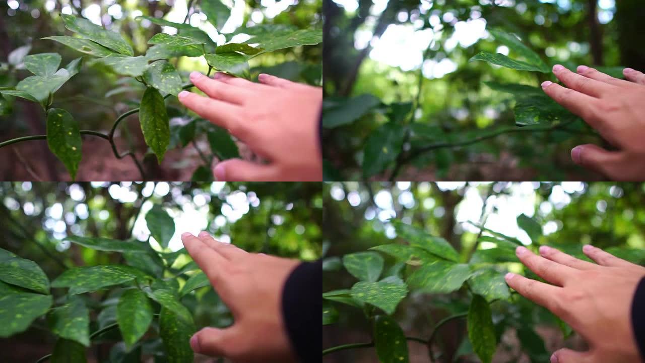 男性手触摸草