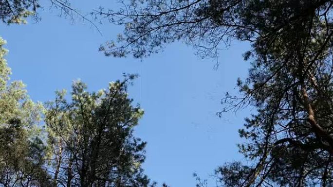 一群鹤鸟在松树森林上方的天空上转圈地飞翔。秋季鸟类迁徙。