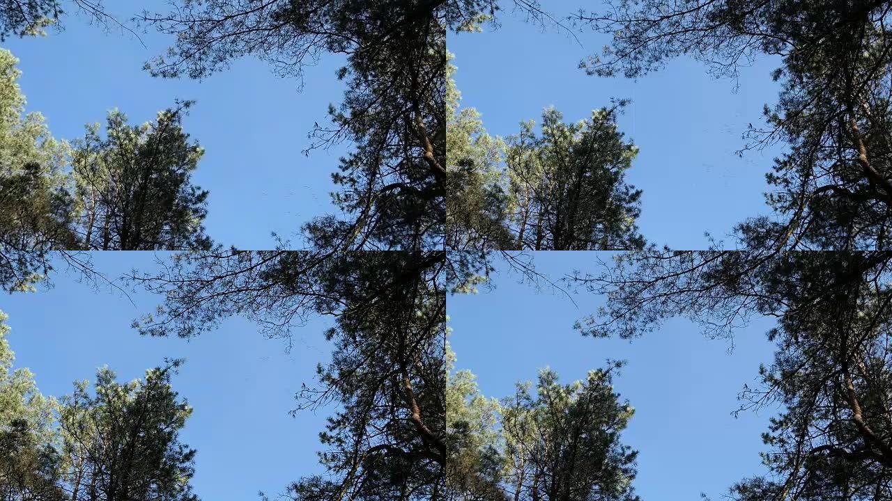 一群鹤鸟在松树森林上方的天空上转圈地飞翔。秋季鸟类迁徙。