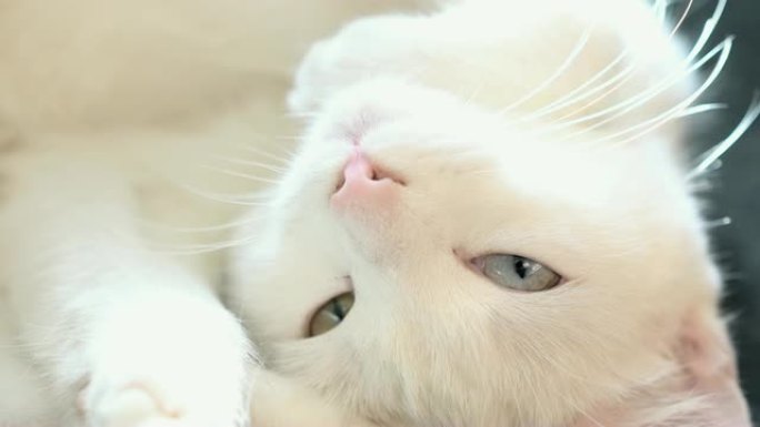 一只白色昏昏欲睡的猫伸展着打哈欠。一只白色睡猫的眼睛和鼻子的特写镜头。