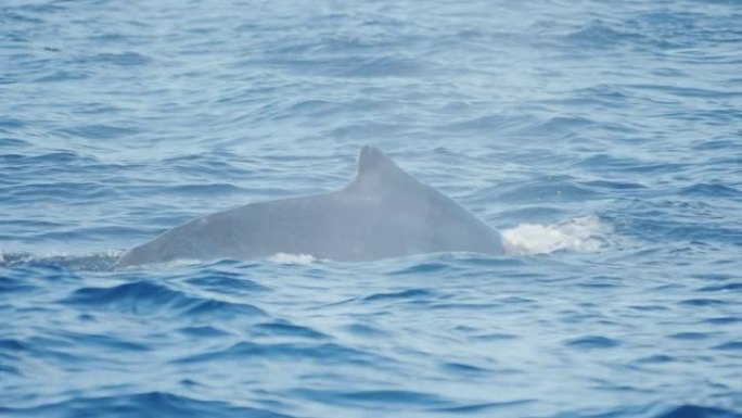 梅里姆布拉座头鲸背鳍的慢动作剪辑 -- 最初是180p