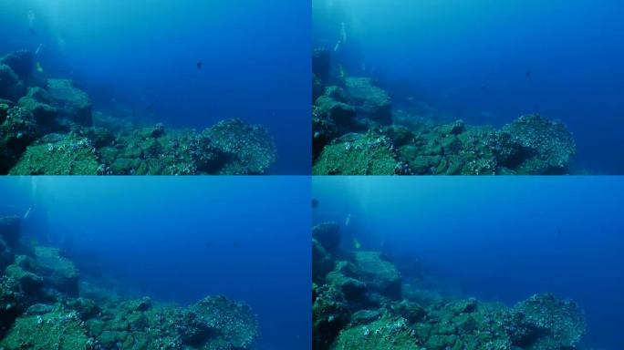 扇形锤头鲨在深礁游泳