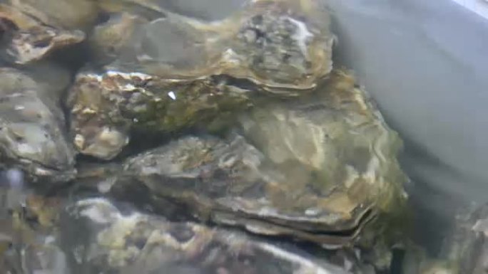 水中牡蛎