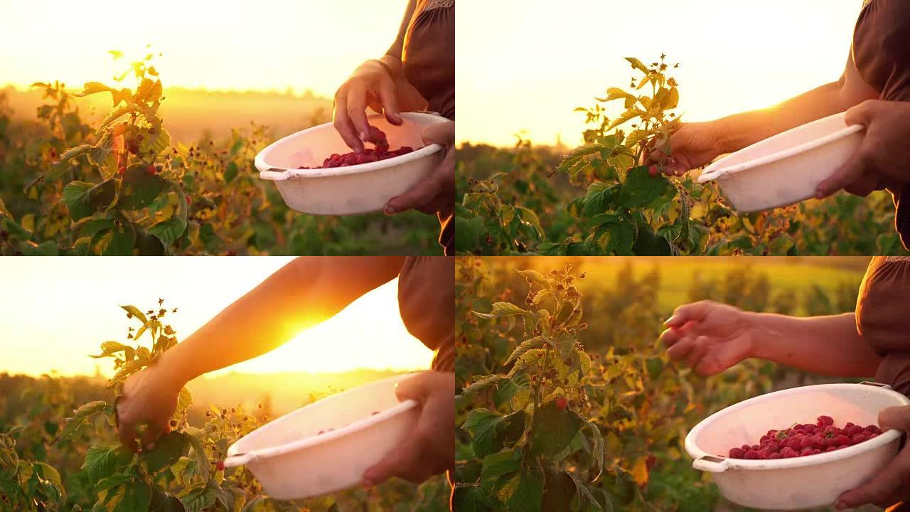 一位穿着棕色t恤和白色帽子的老妇从灌木丛中撕下覆盆子浆果，然后将其放入白色碗中，在日落背景上收获覆盆