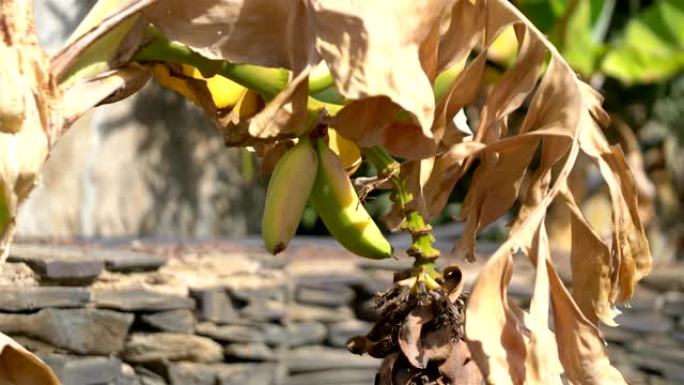 以4k慢动作60fps在种植园上种植香蕉束