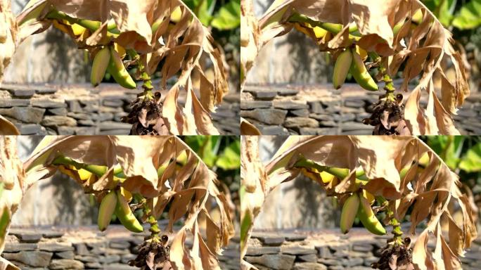 以4k慢动作60fps在种植园上种植香蕉束
