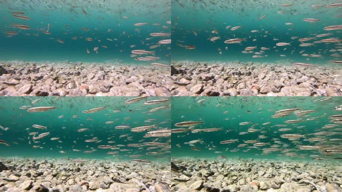 清山湖中的小鱼群，Phoxinus phoxinus，生物指示剂，群智能，阿尔卑斯山，水下，上巴伐利