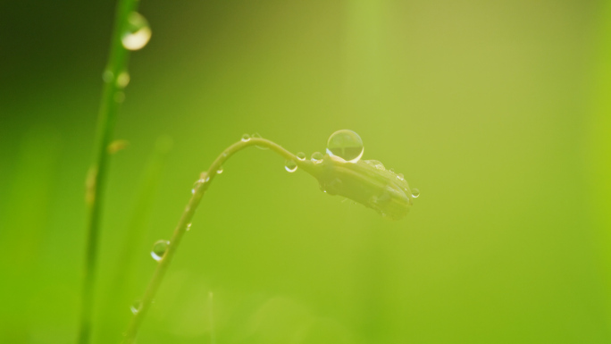 植物露珠水珠微距