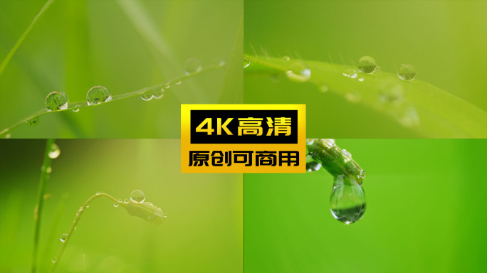 植物露珠水珠微距