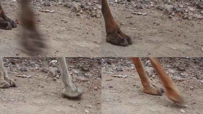骆驼腿在沙地上行走