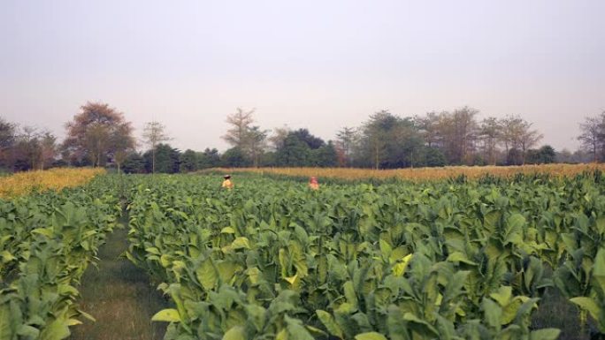 农民在田间手工采摘烟叶的距离