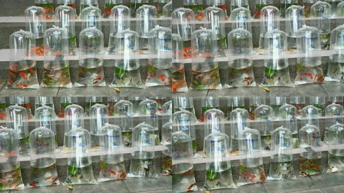 用塑料袋在街上出售的4k热带水族馆鱼