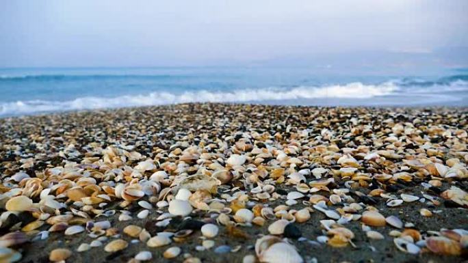 海岸线上的贝壳