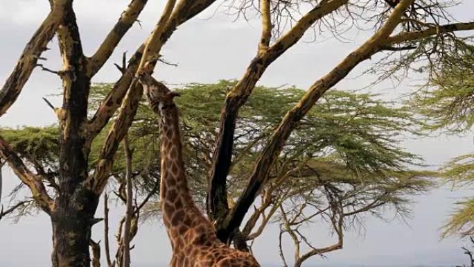 非洲长颈鹿在萨凡纳吃相思树树皮