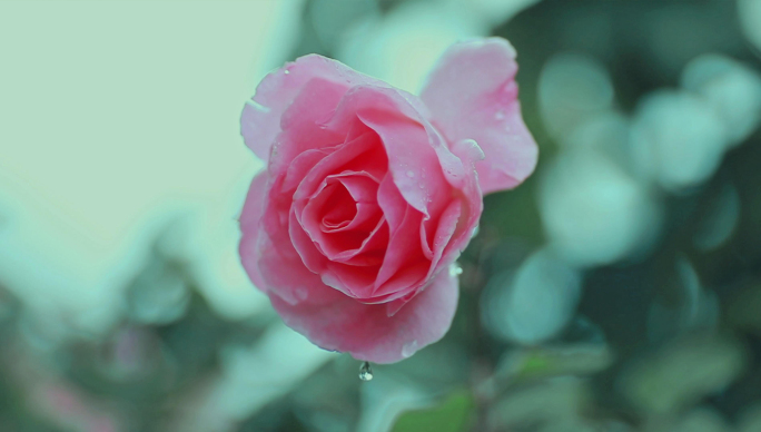 雨中的花草