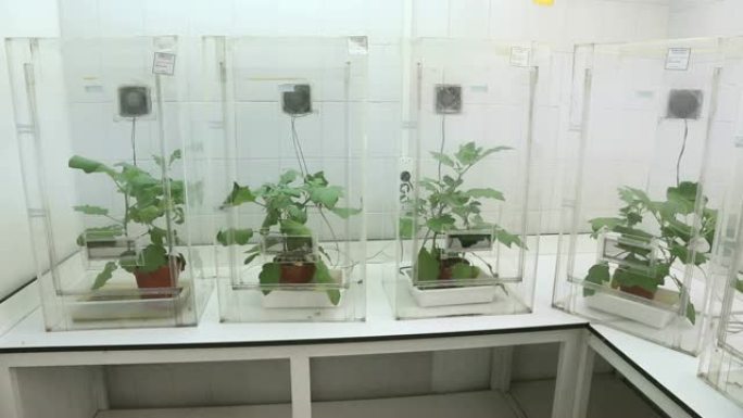 植物实验室