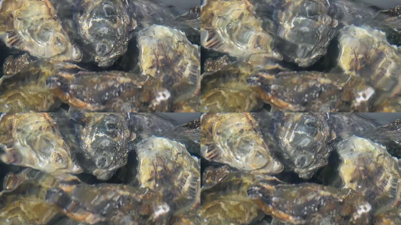 水中牡蛎