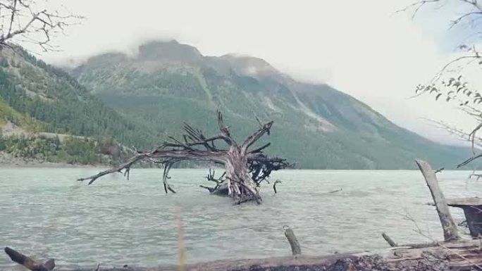 水中的树。阿尔泰的库切尔拉湖。山脉，河浪。云