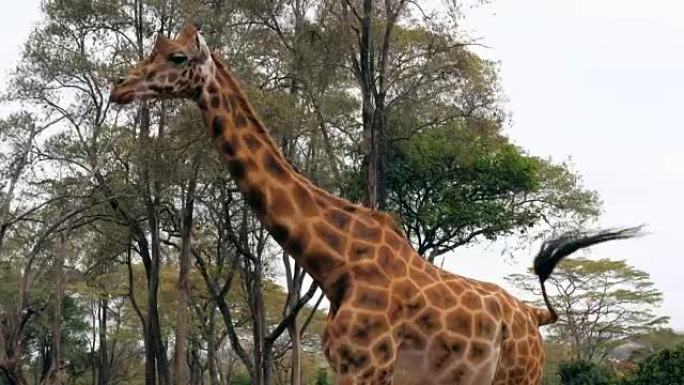 美丽的非洲长颈鹿的特写镜头在相思的背景下行走