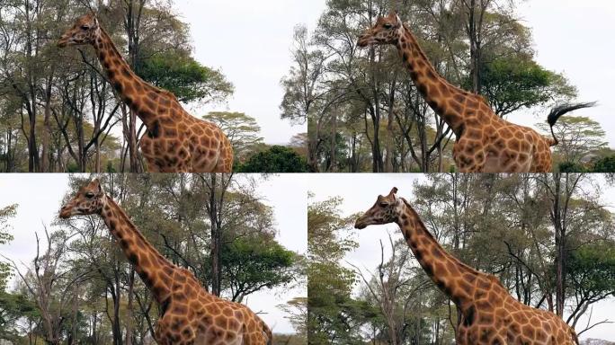 美丽的非洲长颈鹿的特写镜头在相思的背景下行走