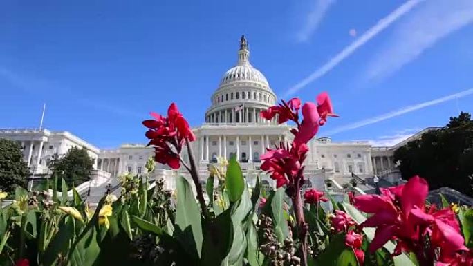 美国首都华盛顿的鲜花视频