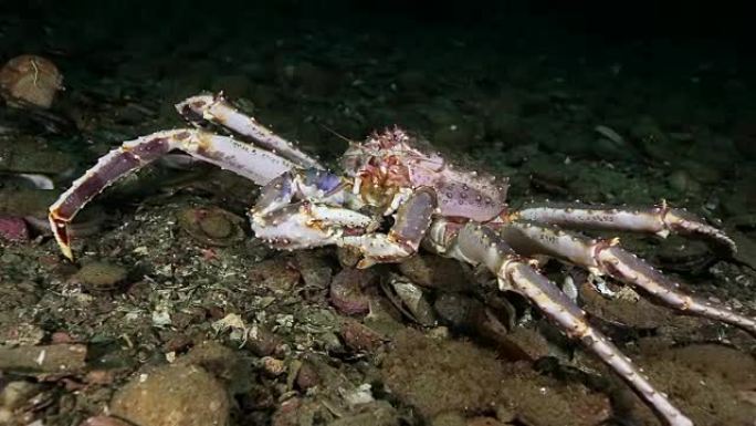 帝王蟹在堪察加半岛巴伦支海海床的水下进食。