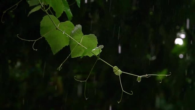 夏季多雨的葡萄藤