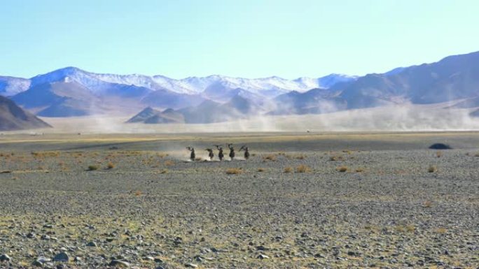 蒙古骑兵身着传统服饰，骑着金雕