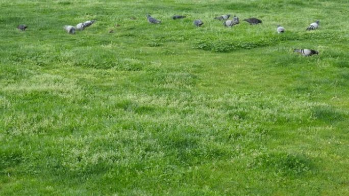 鸽子在草地上觅食。