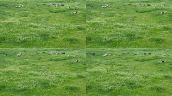 鸽子在草地上觅食。