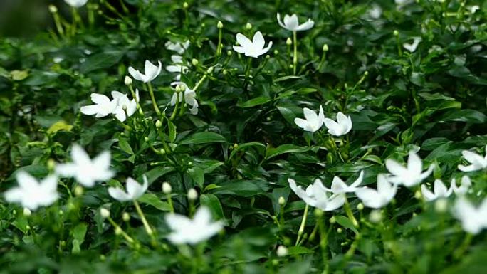 温暖阳光下的白色茉莉花