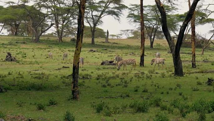 非洲斑马在相思树间的绿色草地上吃草