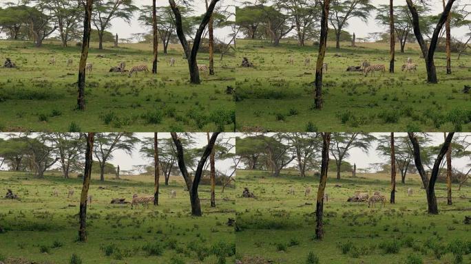 非洲斑马在相思树间的绿色草地上吃草