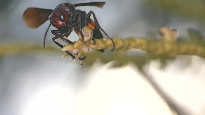 大带状大黄蜂从树上收集食物