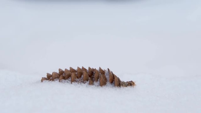 冷杉锥位于雪中。