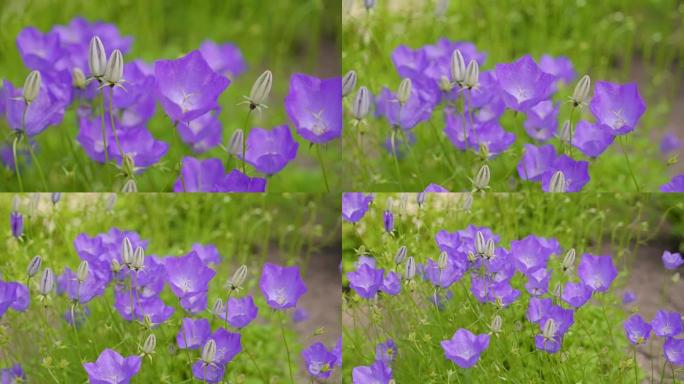 花园里挥舞着的紫色铃铛花