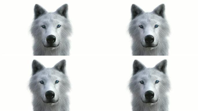 狼的数字3D动画