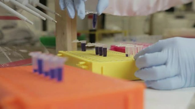 一名研究人员在大学的基因实验室将样本转移到较小的小瓶中