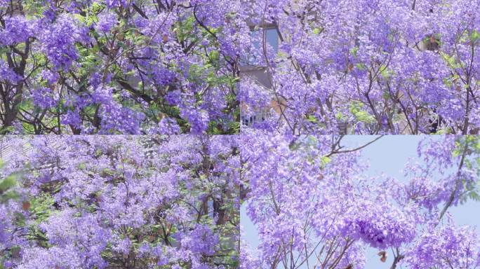 4K蓝花楹 西昌蓝花楹