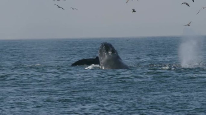 座头鲸在美国加利福尼亚州蒙特利湾弓步觅食