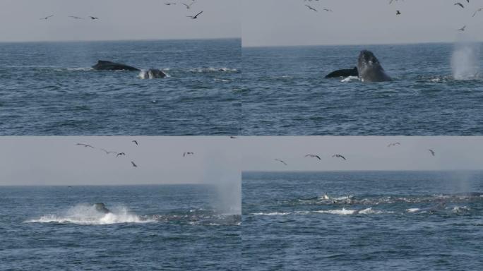 座头鲸在美国加利福尼亚州蒙特利湾弓步觅食