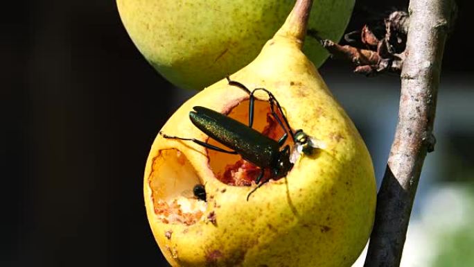 莫沙斯甲虫吃梨