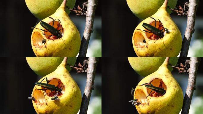 莫沙斯甲虫吃梨